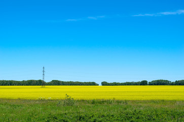 Landscape yellow rapeseed field, against the blue sky, trees and power lines