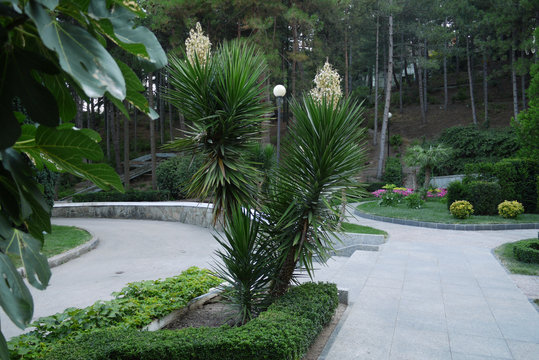 high flower bushes with narrow thin leaves and white candles growing between petals in the park