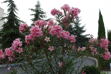 Beautiful pink flowers with a long stem on the background of a mall and coniferous trees