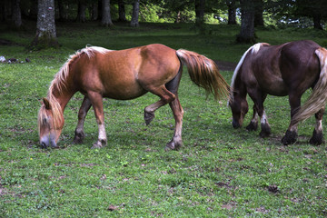 Naklejka na ściany i meble Detail of two horses, one light brown the other black, while they are grazing in the meadows. These pack animals eat grass in the shade of the trees.