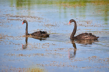 Two Black swans (Cygnus atratus) in water