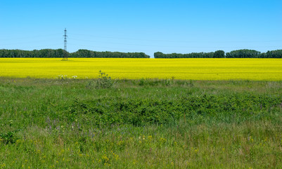 Landscape yellow rapeseed field, against the blue sky, trees and power lines