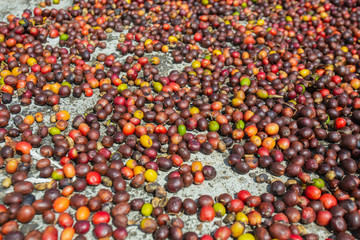 Fresh Arabica coffee berries on the   floor.Organic coffee farm on Indonesia.