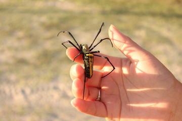 Giant Wood Spider (Nephila pilipes)/golden orb-web spider