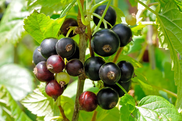 Black currant Ribes nigrum on a branch in the garden.