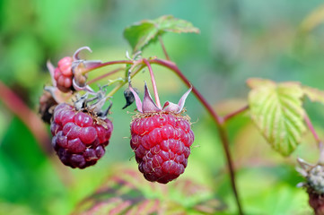 Berry of ripe raspberry on a branch in a garden