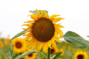 Sunflowers on a field
