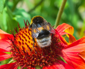  honeybee, Gaillardia