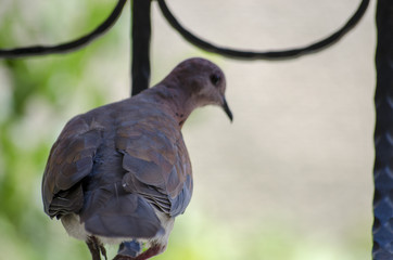 Lovely Dove sitting on her Egg