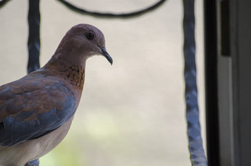Lovely Dove sitting on her Egg