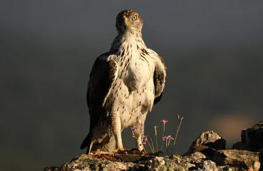 Aguila perdicera con las primeras luces