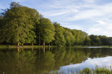 View of a small natural freshwater lake. The pond is nestled in the green of a forest in the Italian mountains. There are no people on this beautiful spring days.