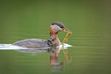 Red-necked Grebe with frog as prey