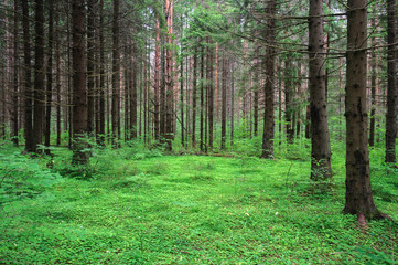 Small glade in summer forest
