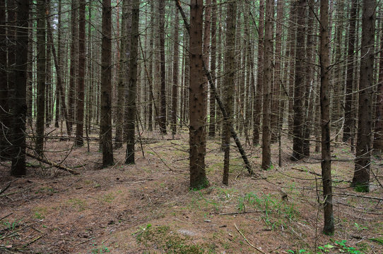 Fototapeta Fir trunks in forest