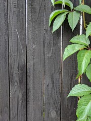 Leaves and wooden boards