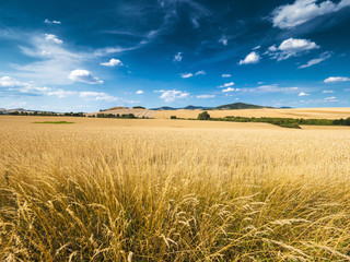 wheat fields in beautiful landscape