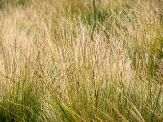 close up on alpine meadow sunburn grass 