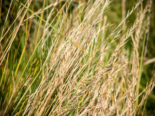 close up on alpine meadow sunburn grass 