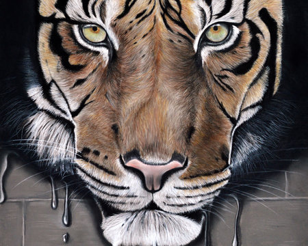 Drawing of a tiger look