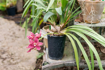 Surprising in their beauty, flowering multicolored orchids grow in the orchidarium.