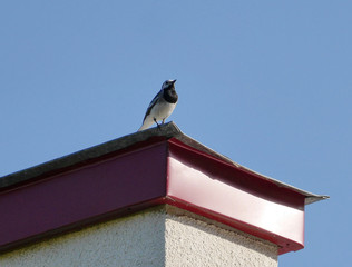 A bird with a white breast sits on the roof on the corner of the house. That's about to fly away
