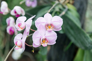 Surprising in their beauty, flowering multicolored orchids grow in the orchidarium.