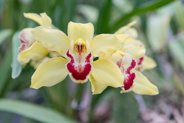 Surprising in their beauty, flowering multicolored orchids grow in the orchidarium.