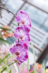 Surprising in their beauty, flowering multicolored orchids grow in the orchidarium.