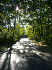 Walking asphalt road in the sun against a background of high deciduous trees on the sides