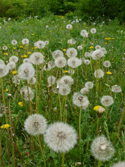Light dandelions growing among dense green grass. Standing up to the first gusts of the wind together with which fly away into the distance.