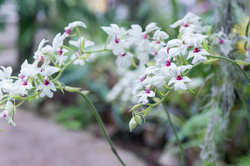 Surprising in their beauty, flowering multicolored orchids grow in the orchidarium.