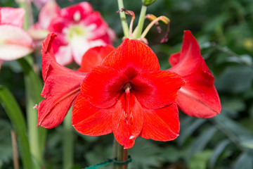 Huge colorful flowers of a gippeastrum close-up.