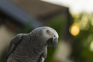 beautiful parrot jaco