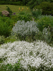 white cover of small flowers among the greenery of the flowerbed