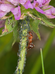 Ant and Aphids (Formica rufa) on Wild flower