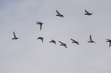 Vol de canards Colvert