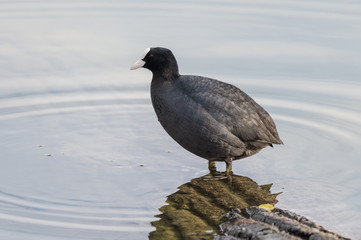 Foulque Macroule