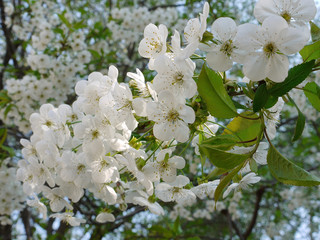 a lot of blossoming white flowers on a pear tree