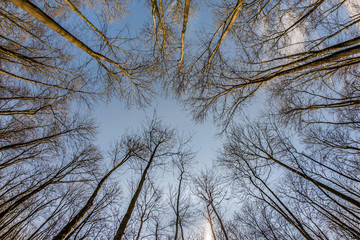 Obraz premium Spring tree crowns on deep blue sky