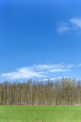 beautiful forest with field and blue sky