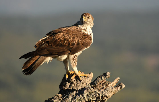 Aguila perdicera en su atalaya de alcornoque