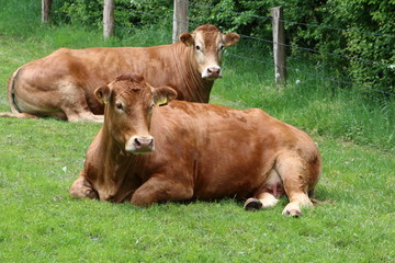 limousin cows resting