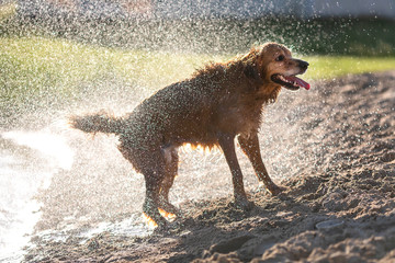 Wet dog shaking off after swimming