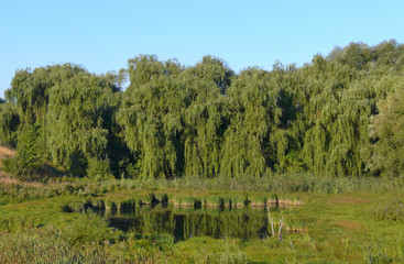 Fototapeta na wymiar A small pond in the middle of a forest zone with tall branched green willows
