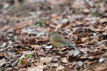 ルリビタキ（メス）
