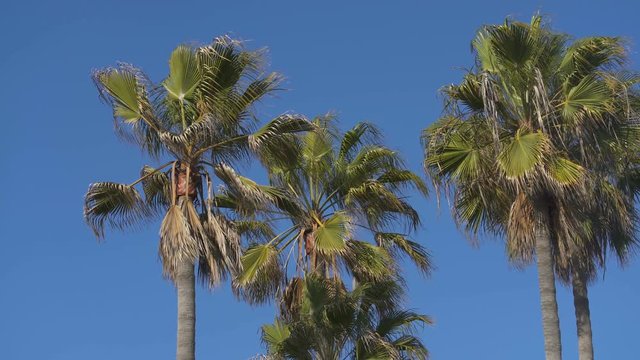 Palm Trees in Blue Sky
