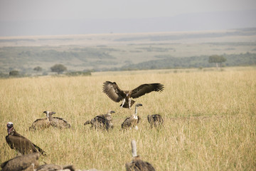 A flying hawk about to land perfectly in Africa