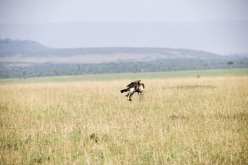 Naklejka na ściany i meble A flying hawk about to land perfectly in Africa