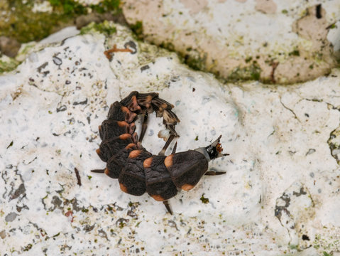 Firefly, Glow-worm beetle (Lampyris sp.) larva